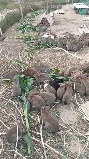 2.3M views · 10K reactions | Rural entrepreneurial breeding projects | Sosa | Facebook