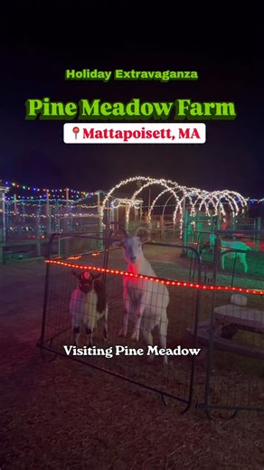 @pinemeadowalpacafarm is a hidden gem Christmas lights experience in Mattapoisett, MA 🎄✨ Over 40,000 lights, animals you can pet and feed, and a fun stop for all ages. Video by @ericarichard.19 | New Bedford Guide