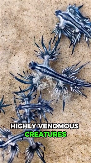 Blue Dragon Steals Portuguese Man o' War Venom #OceanMystery #Shorts #Wildlife