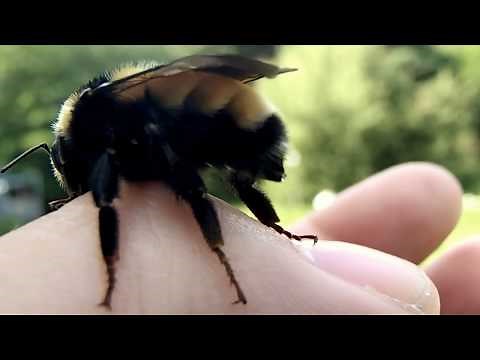 Close up of a bee's stinger
