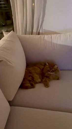 Netflix & chill on Caturday 🎬🍿🐈 #netflix #netflixandchill #cats_of_instagram #catflix #caturday #catlife #catlovers #cats #catmeme #catvideo #catinstagram | Rasputin, Rommi & Wiima The Siberian Cats