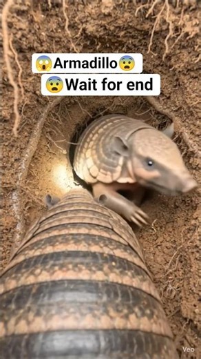 Armadillo POV: Inside a Real Underground Burrow (Micro Camera View)