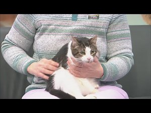 SPCA Monday: EJ the cat is ready for adoption