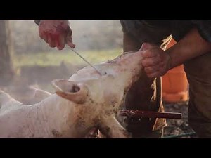 Warning Graphic Content: How to Slaughter & Butcher a Pig in the Balkans