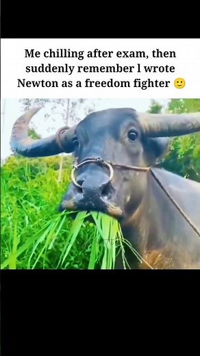 “Exam khatam, par yaadein sharminda karne wali 😭💀”