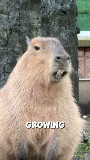 Capybaras Are Cute… But Here’s What You Didn’t Know 😳 #shortviral #shorts #capybara