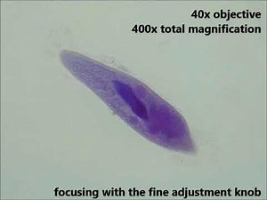 Paramecium, prepared slide, Brightfield microscopy