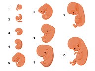 Development of Embryo ( Read ) | Biology