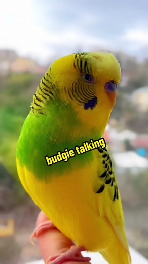 Funny Budgie Talking Compilation