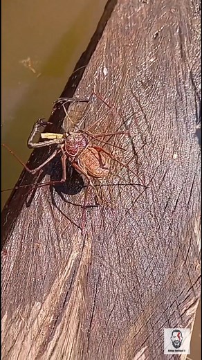 Amblipígio no bebedouro de água do gado Ordem Amblypygi - Inofensivo. Sem glândula de veneno Enviado por David Alencar de Almeida Data: 7/8/25 Local: Nova Crixás GO Video cedido para uso exclusivo do Biólogo Henrique | Biólogo Henrique o Biólogo das Cobras