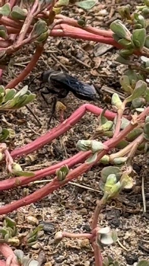 We dig these wasps. 🐝 Did you know that many wasps lay their eggs in the eggs, pupae or bodies of other insects and spiders? Here's a digger wasp (family Sphecidae) we filmed at Casuarina Sands in Canberra digging a hole for its prey. It will sting and paralyse an insect and then drag it into the hole it has dug. Like something out of Alien, it will then lay an egg on or in the other insect's body, which will develop and eat the host as it grows. Dig into the weird world of parasitoid wasps: ht