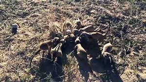 meerkat fight - video Dailymotion