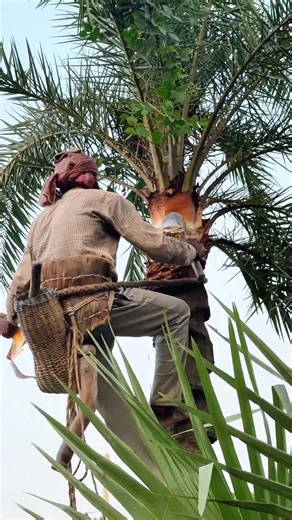 Palm Tree Date Sap Collection 🌴🥥✨