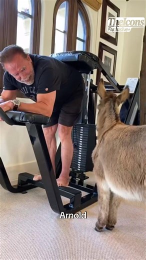 Arnold Schwarzenegger Working Out With His Donkey In His Home Gym #arnoldschwarzenegger