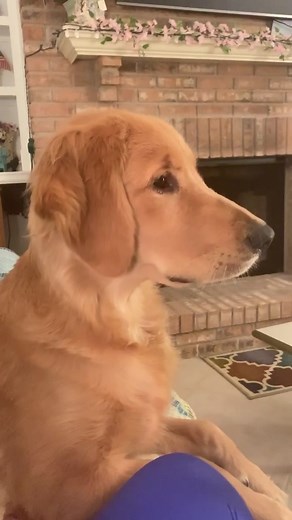 Dog's Adorable Reaction to Harry Styles Will Melt Your Heart