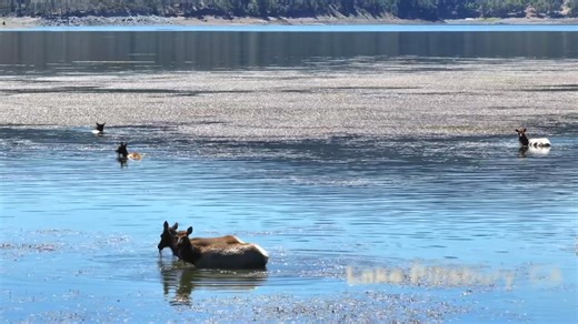 Lake County’s Lake Pillsbury isn't just a reservoir — it's home to a thriving Tule Elk herd, alongside countless other species that depend on the water, wetlands, and surrounding habitat. From fish and waterfowl to raptors and songbirds, this ecosystem is rich with life that could be lost if the lake disappears, and it is currently being threatened by PG&E plans to remove existing dams that would drain water from the lake. Let's protect the wildlife, the land, and the community that depends on L