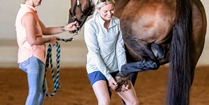UF’s veterinary business management program thrives in first 10 years »  College of Veterinary Medicine » University of Florida