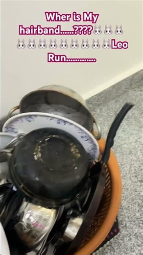 Wher is My hairband . ?🤨 Leo🐰🐰🐰🐰🐰🐰🐰🐰🐰🐰🐰🐰🐰🐰Run………,,#cat #cute #ytshorts #catshorts