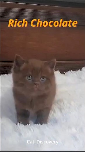 British kittens: A rainbow of colors!