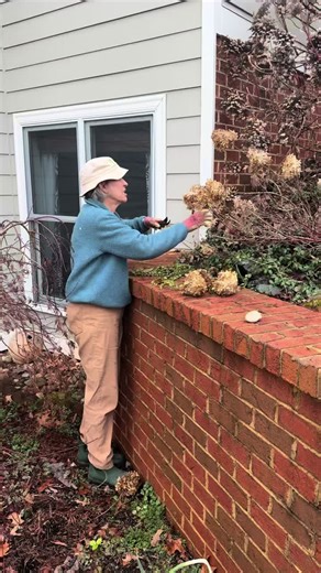 When to Prune Hydrangeas: Essential Tips