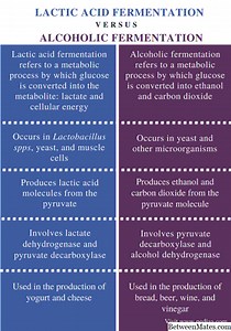 Alcohol at Lactic Acid Fermentation - KALUSUGAN 2026