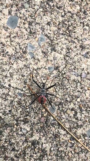What is this creature? Assassin bug? #bug