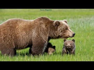 bear sounds