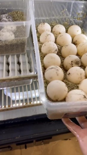 How to Incubate Tortoise Eggs: A Step-by-Step Guide