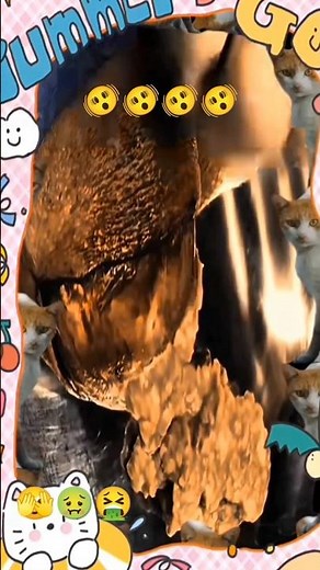 Surgery for an infected cyst behind the neck 🫣🤢🤮💅🥶🥶