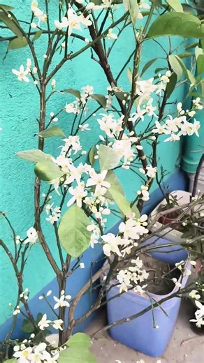 Lemon flower, lemon, short,