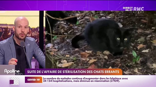 Stérilisation des chats errants: le gouvernement va dresser un état des lieux chiffré