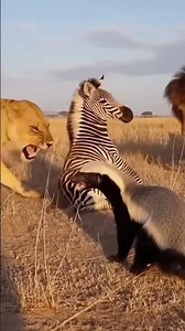 Lions Attack a Zebra Then a Honey Badger Shocks Everyone!#short #viral #lion #africa #animals #lion