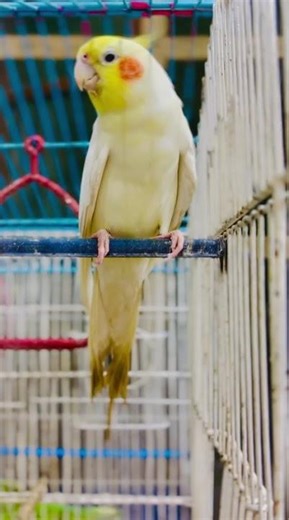 talking cockatiel #talkingparrot #cockatiel #birds
