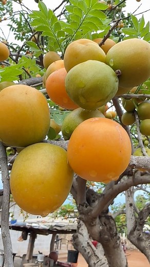 Así compartimos estas ciruelas 💜 | Hector Reyes