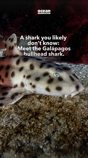 How many facts did you know about this lesser-known shark? 👀 Meet the Galápagos bullhead shark👇🦈 1. 🏊 You might think of sharks as strong, fast swimmers. Well, not this one. The Galápagos bullhead shark is such a poor swimmer, it spends most of its days resting on the Ocean floor 2. 👀 It can even use its pectoral fins to crawl 3. 🫡 It grows up to 107 cm (42 inches) long 4. 🌜 Bullhead sharks are nocturnal, meaning they forage for food at night 5.🦀 They eat shellfish, crabs and other inver