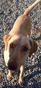 Blue the Yellow Lab-Mix Needs a Home