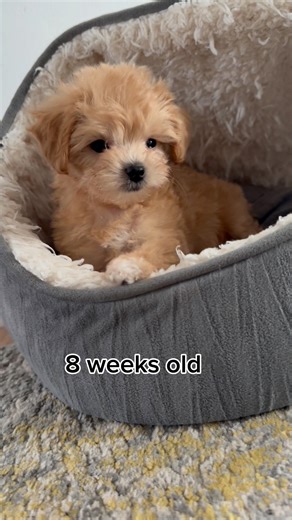 1.5M views · 54K reactions | BEFORE&AFTER ‼️Max our sweet Maltipoo...