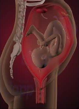 Baby coming in to birth pose inside the womb