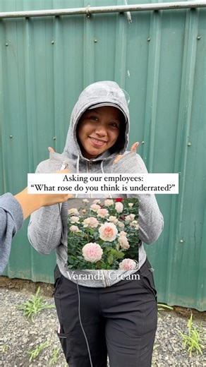 511K views · 4.5K reactions | So many underrated roses that deserve their own spotlight! 朗 #roses #gardening #gardeninspiration | Heirloom Roses | Facebook