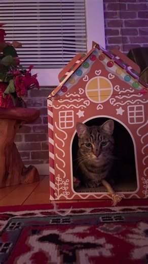 lolotommyyy (@lolotommyyy)’s videos with original sound - Ruben