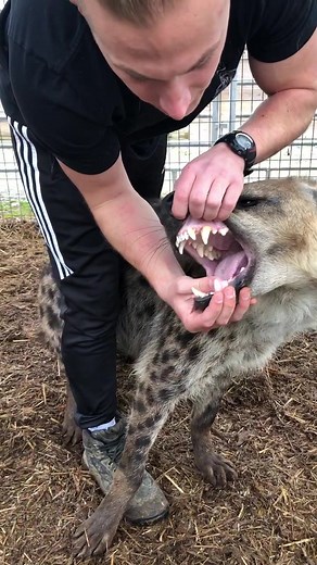 Max Strong on TikTok