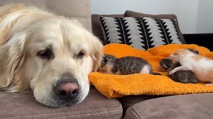 470K views · 10K reactions | Oh hello little friends  | Oh my meoww | Facebook