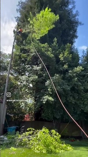 Tree Trimming and Pruning