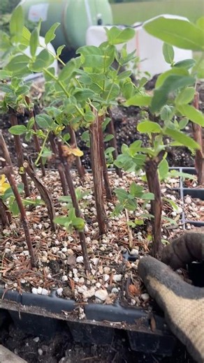 Rooting Dormant Haskap Cuttings - #haskap #honeyberry #propagation #cloning #haskaps #honeyberries