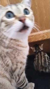 Cats - Killzone 3 #cat #cats #trending #shorts #games #playstation #kitten #animals #2026 #canada