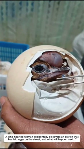 Ostriches lay their eggs unexpectedly. #wildliferescue #animals #ostrich #rescue #lovestory #love
