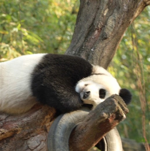妹猪起床啦～咋还在树上睡觉呢，潇洒的生活让人羡慕呀 panda animal zoo #熊猫 #大熊猫妹猪 #动物世界 #panda #animals