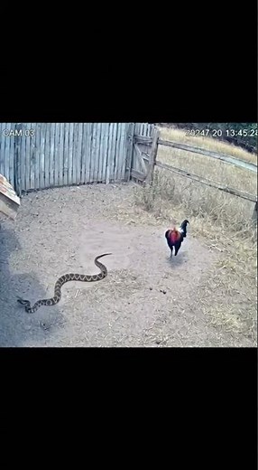 Incredible! Brave Rooster Fights Off Venomous Snake to Protect Its Territory