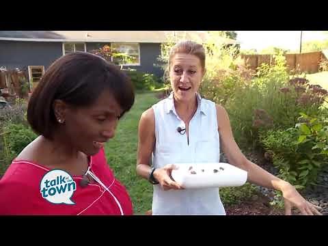 Recognize and Control Cicada Killer Wasps