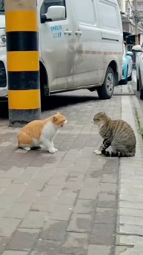 55K views · 807 reactions | #cat #mixreels #facts #interestingfacts #engineering #bagger #biology #science #shorts #animation #deepest #science #technology #historyfactso #ai #artificialintelligence #fypシ゚viralシ | Mr. Brain | Facebook